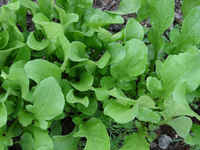 Arugula